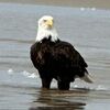 eagleeye_resale